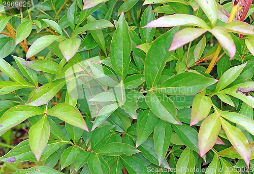 Image of Peony foliage as a backdrop