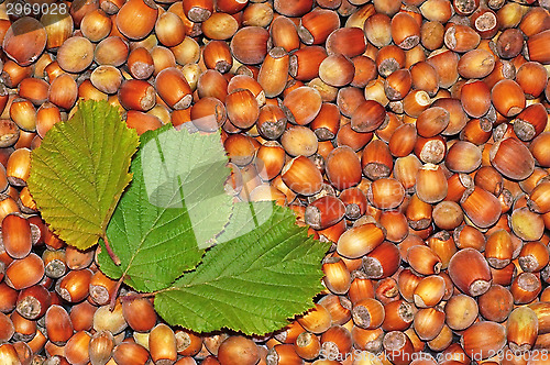 Image of Hazelnuts close-up as background