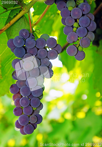 Image of Violaceous Grapes on the vine close-up