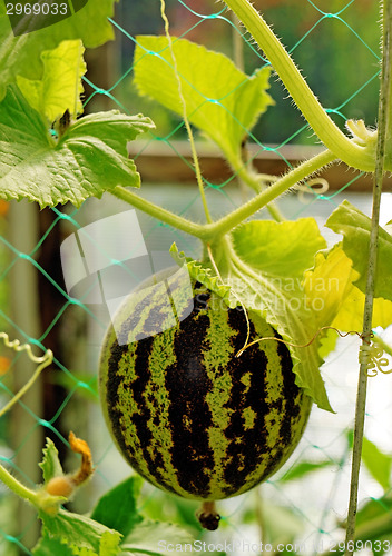 Image of Melon "Vietnamese" - a miniature