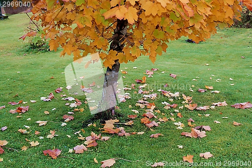 Image of Falling leaves 