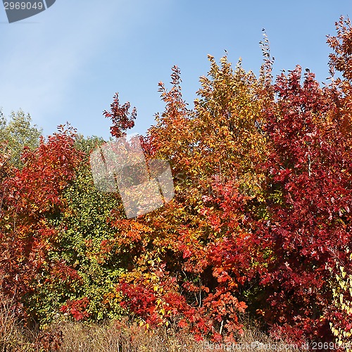 Image of Picturesque autumn oak forest edge