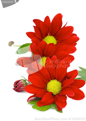 Image of Red Daisy