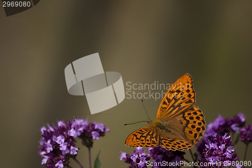 Image of orange butterfly