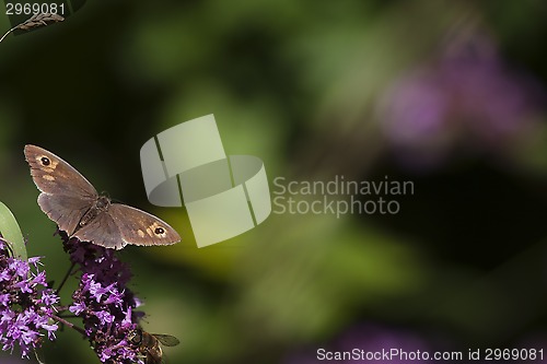 Image of brown butterfly