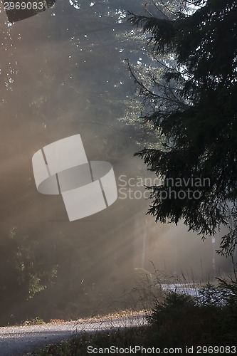 Image of sunshine in fog