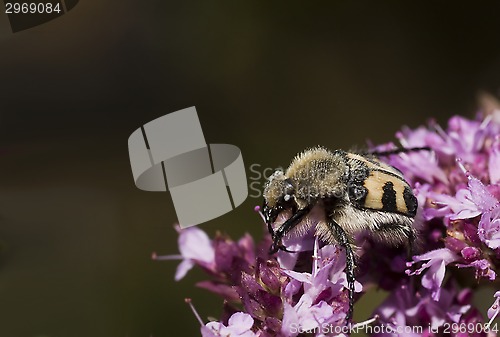 Image of bee beetle