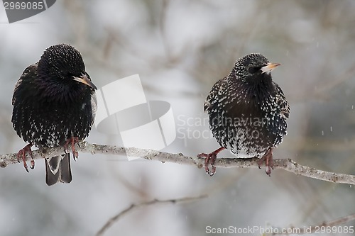 Image of starlings in snow