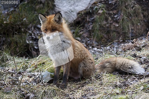 Image of red fox