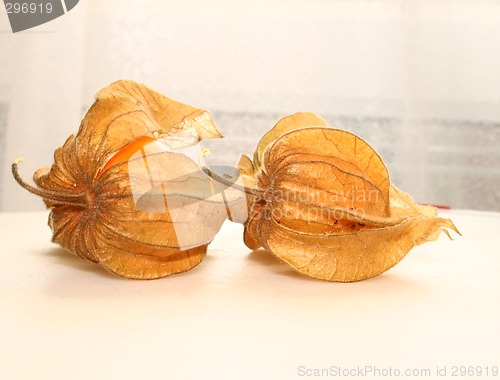 Image of physalis fruit