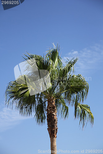 Image of Palm Tree