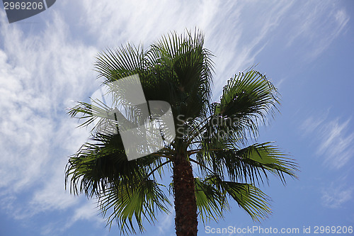 Image of Palm Tree