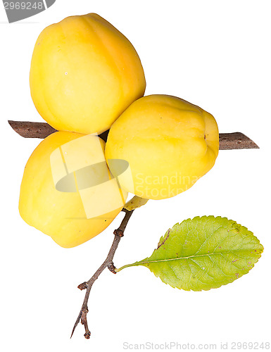 Image of Ripe Quince With Leaf