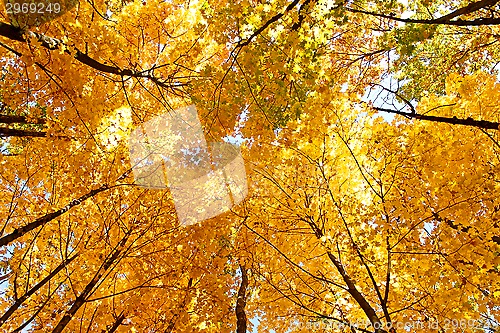 Image of Bright yellow maple crown tops in autumn
