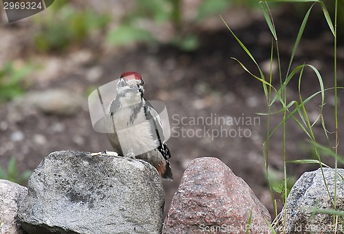 Image of woodpecker