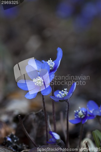 Image of blue anemones