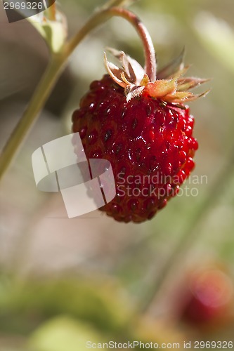 Image of wild strawberry