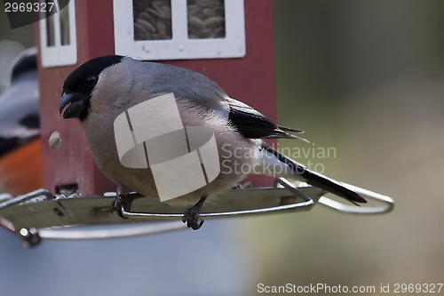 Image of female bullfinch