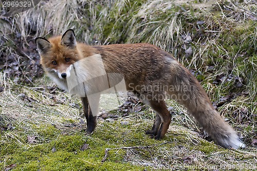 Image of fox