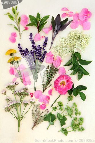Image of Medicinal Herbs and Flowers