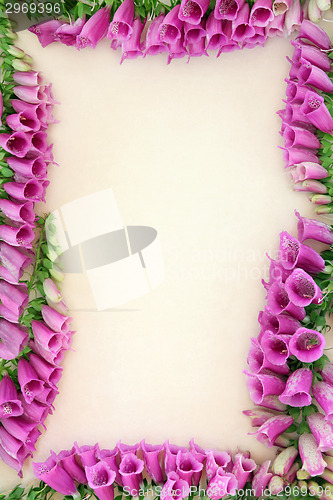 Image of Foxglove Flower Border