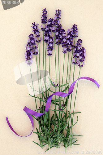 Image of Lavender Herb Flowers