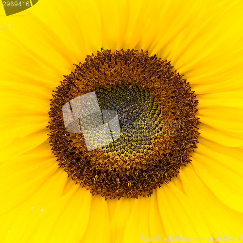 Image of Close up of a sunflower.