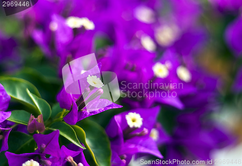 Image of Purple Bougainvillea flowers