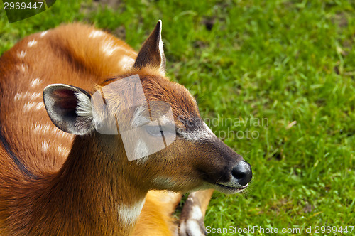 Image of Sitatunga or marshbuck 