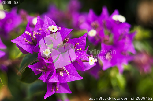 Image of Purple Bougainvillea flowers