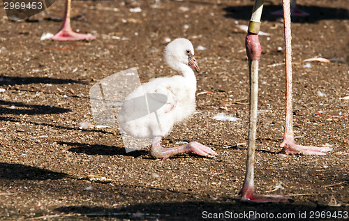Image of Young flamingo