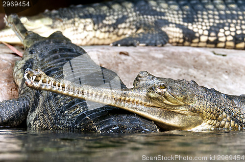 Image of Gharial