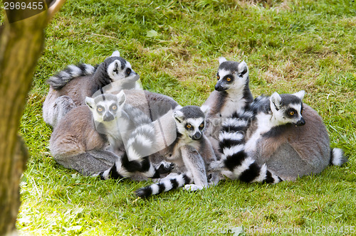 Image of Ring-tailed lemur (Lemur catta)