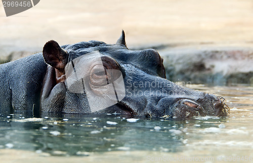 Image of The hippopotamus (Hippopotamus amphibius), or hippo