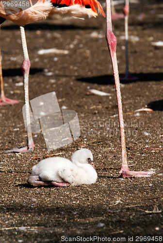 Image of Young flamingo