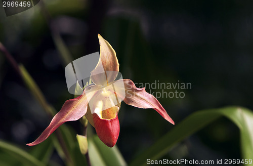 Image of Orchid