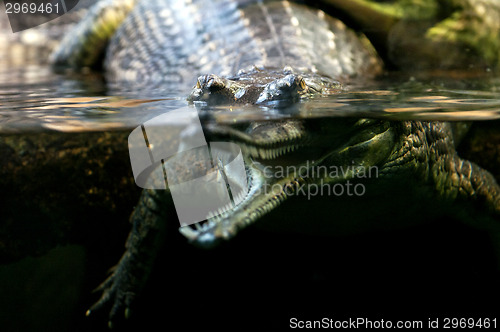 Image of Gharial