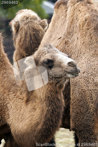 Image of Bactrian camel