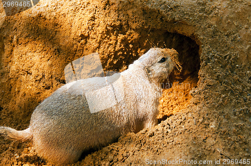 Image of Black-tailed prairie dog