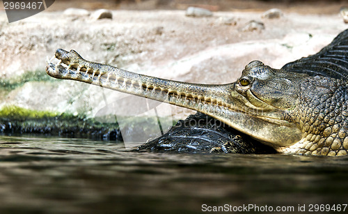 Image of Gharial