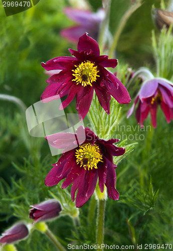 Image of Pasque flower (or pasqueflower), wind flower, prairie crocus, Ea