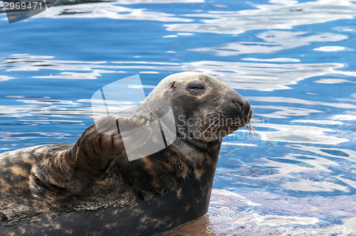 Image of Seal (Pinnipeds, often generalized as seals)