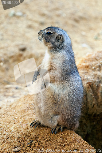 Image of Black-tailed prairie dog