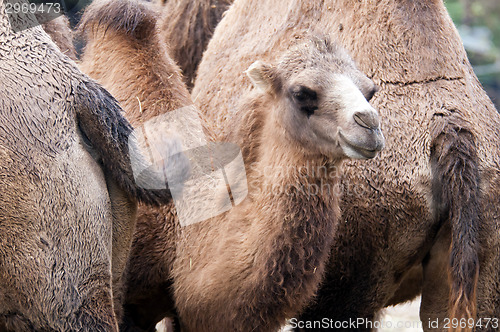 Image of Bactrian camel