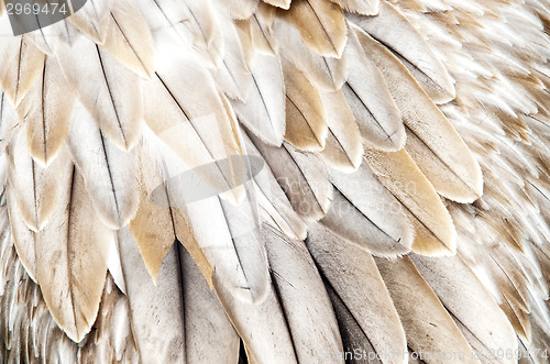 Image of Bird feathers