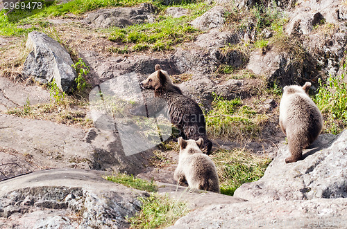 Image of Young bears