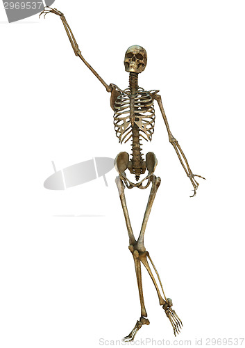 Image of Human Skeleton