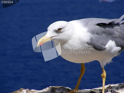 Image of Seagull