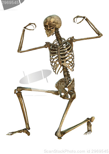 Image of Human Skeleton