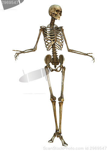 Image of Human Skeleton